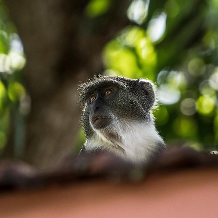 ディアニ シー ロッジ オールインクルーシブ ディアニ・ビーチ エクステリア 写真